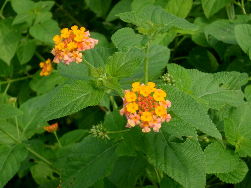 Roadside Weed/Flowers.